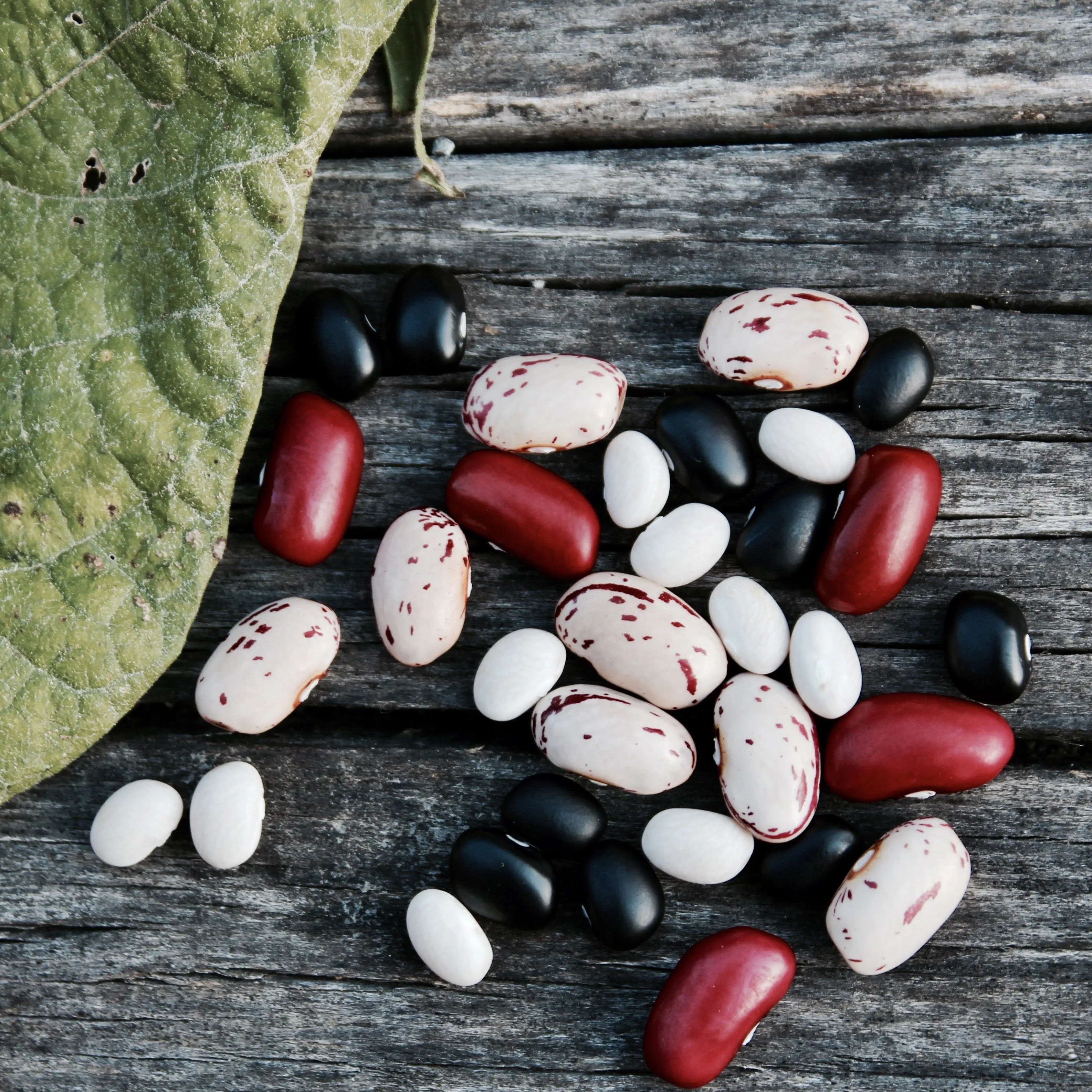 Organic 5-Bean Mix