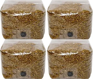 Rye Berry Mushroom Substrate Grow Bags with Self Healing Injection Port (3lbs Bag) (4)